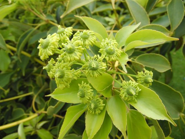 Trochodendron aralioides