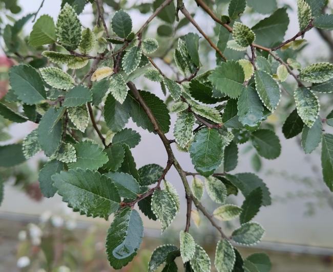 Ulmus parvifolia 'Geisha'