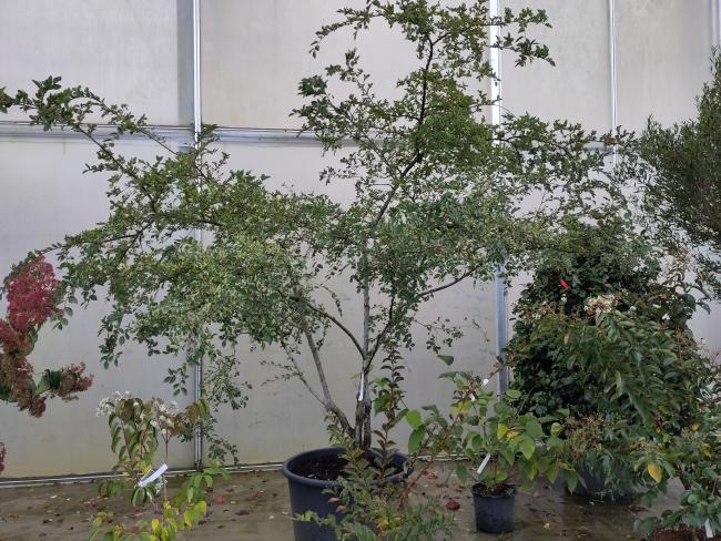 Ulmus parvifolia 'Geisha'