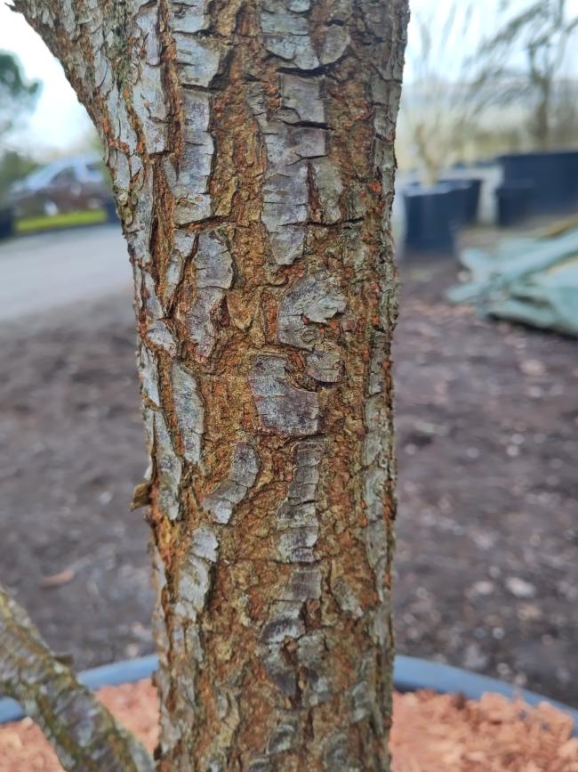 Ulmus parvifolia 'Geisha'