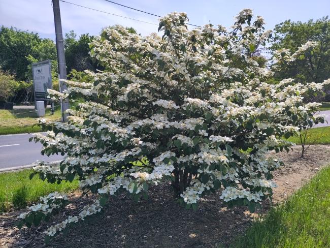 Viburnum 'Asian Beauty'