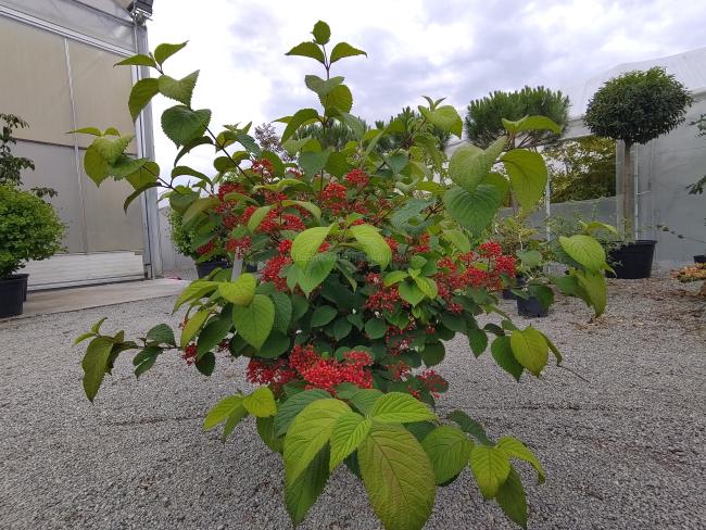 Viburnum 'Asian Beauty'
