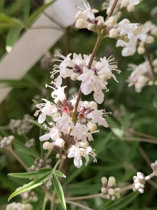 Vitex agnus-castus 'Albus'