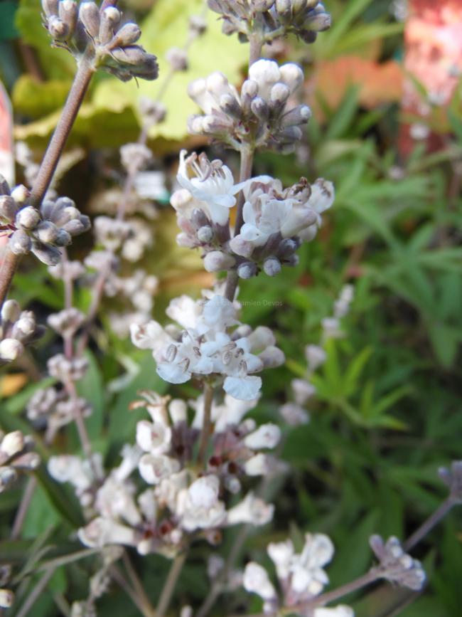 Vitex agnus-castus 'Albus'