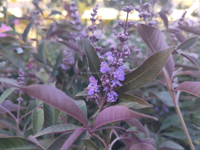 Vitex agnus-castus 'Flip Side' ®