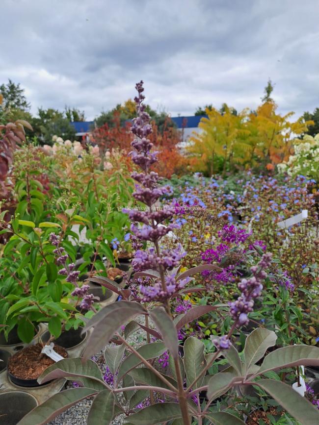 Vitex agnus-castus 'Flip Side' ®