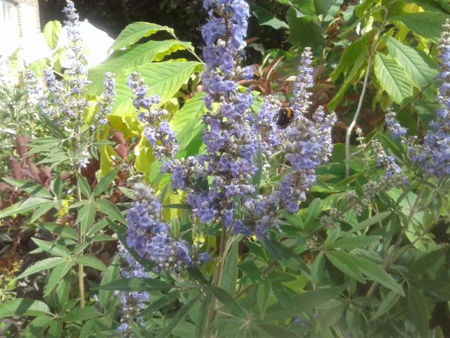 Vitex agnus-castus var. latifolia