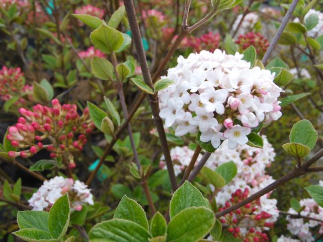 Viburnum burkwoodii 'Anne Russell' (x)