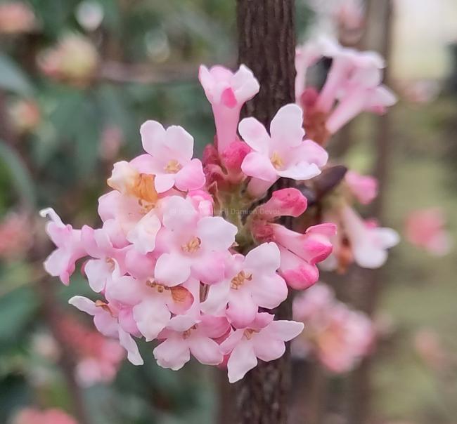Viburnum bodnantense 'Charles Lamont'