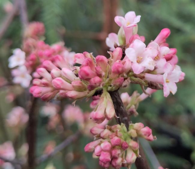 Viburnum bodnantense 'Charles Lamont'