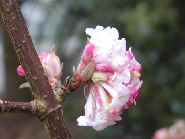 Viburnum bodnantense 'Charles Lamont'