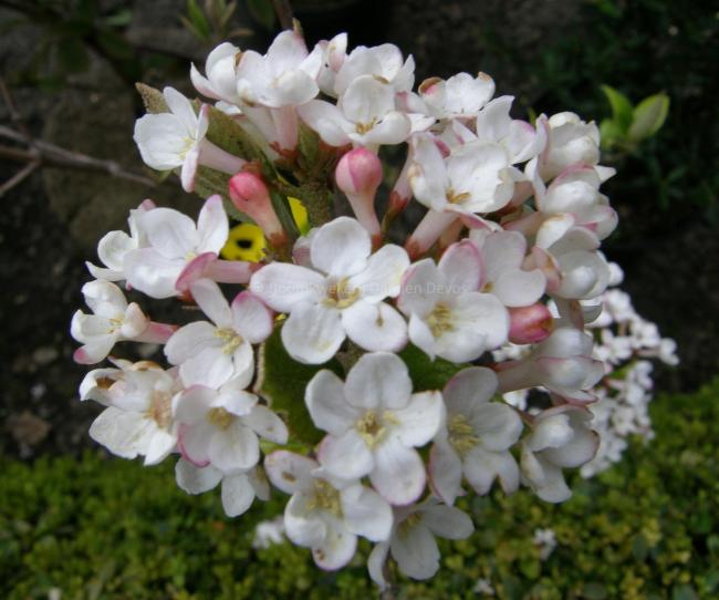 Viburnum burkwoodii 'Mohawk' (x)