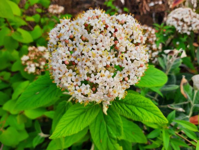 Viburnum buddlejifolium