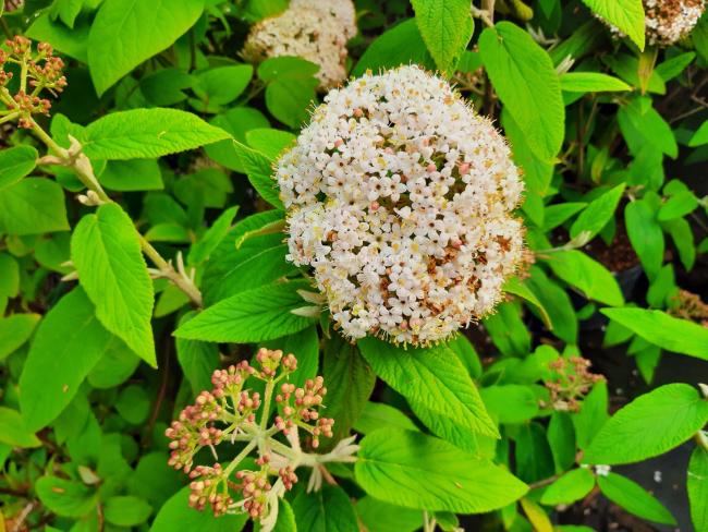 Viburnum buddlejifolium