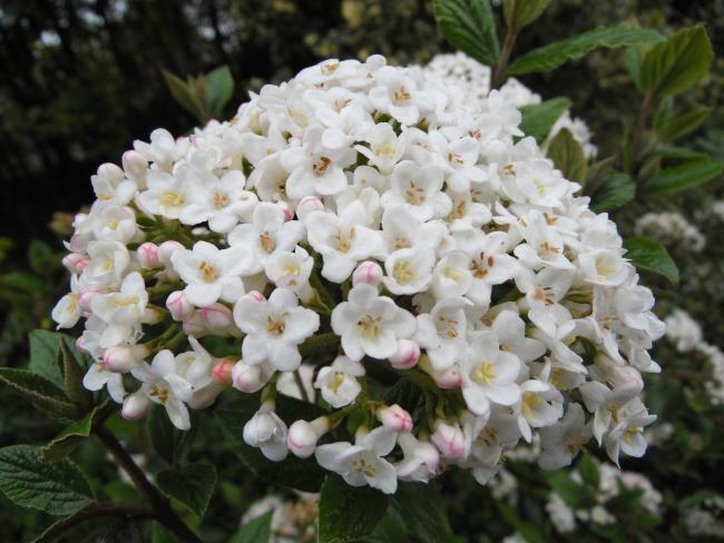 Viburnum burkwoodii (x)