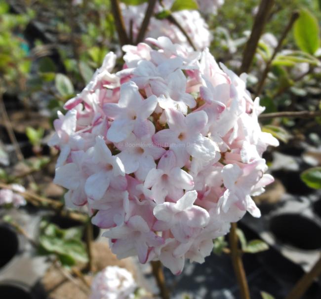 Viburnum carlesii 'Aurora'