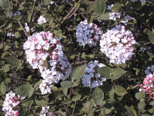 Viburnum carlesii 'Aurora'