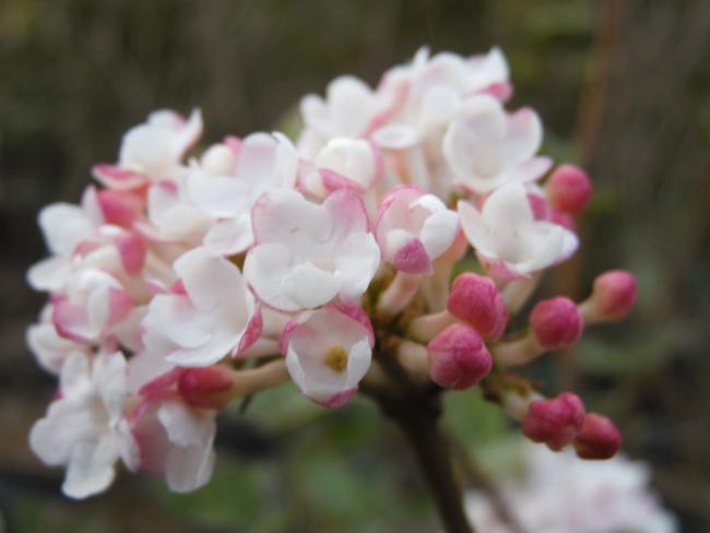 Viburnum carlesii 'Aurora'