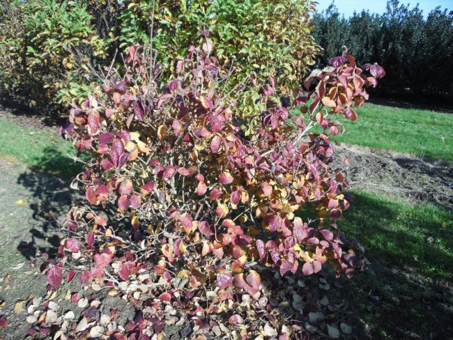 Viburnum carlesii 'Aurora'