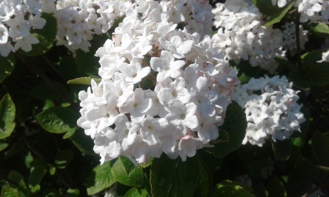 Viburnum carlesii 'Compactum'