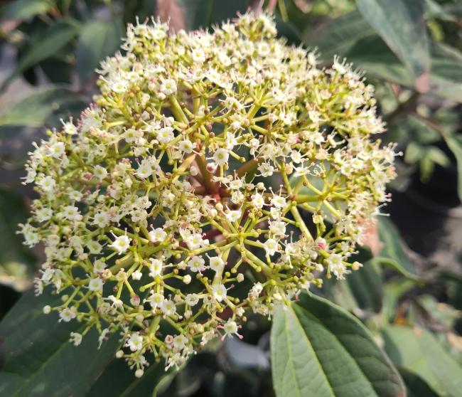 Viburnum cinnamomifolium