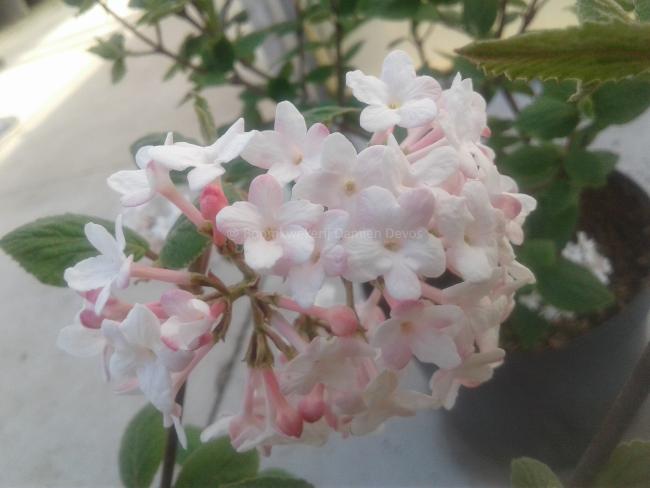 Viburnum carlesii 'Juddii'