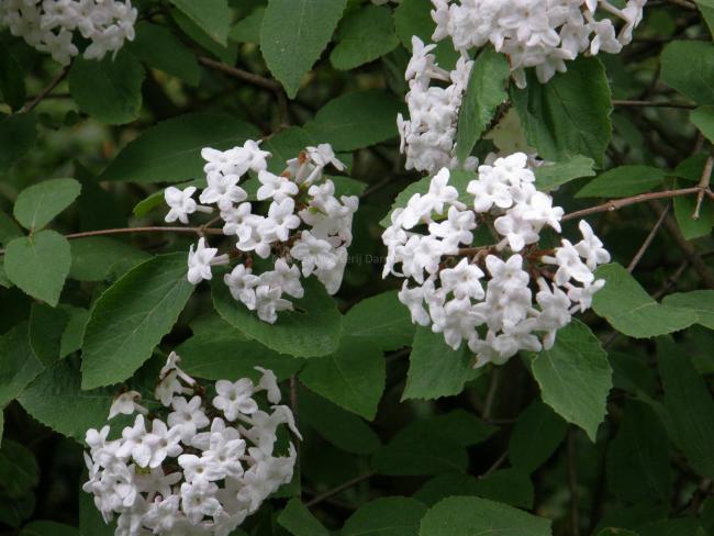 Viburnum carlesii 'Juddii'