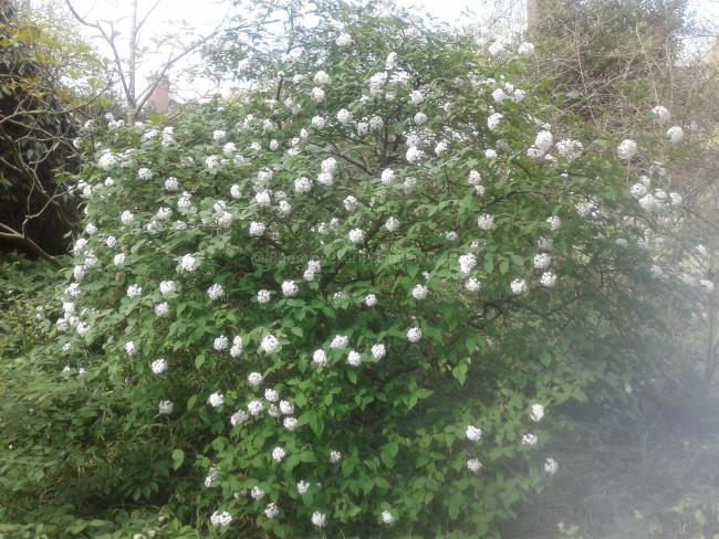 Viburnum carlesii 'Juddii'