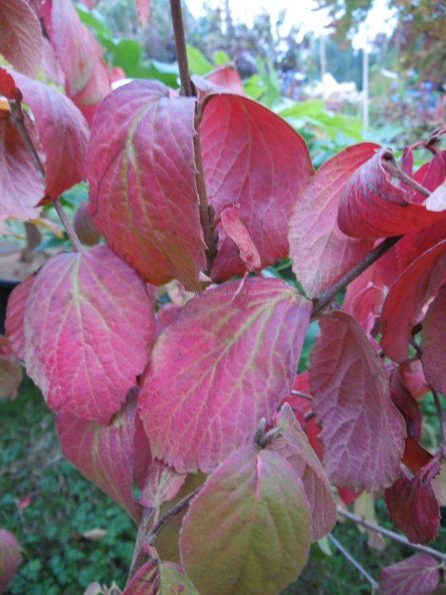Viburnum carlesii 'Juddii'