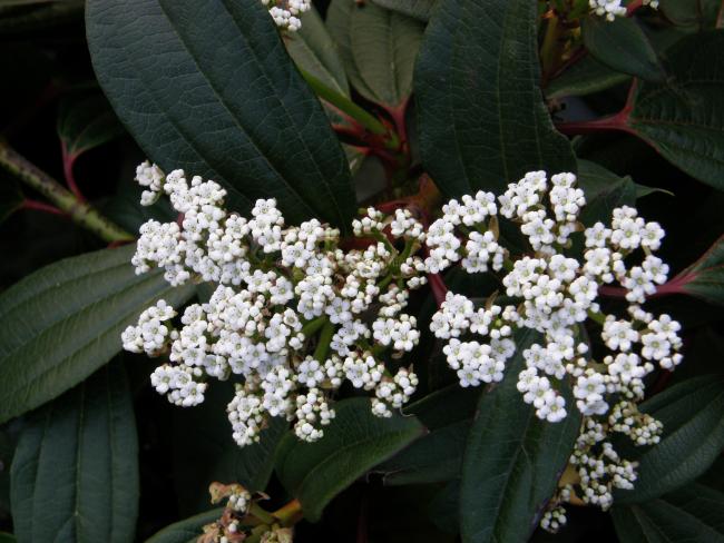 Viburnum davidii