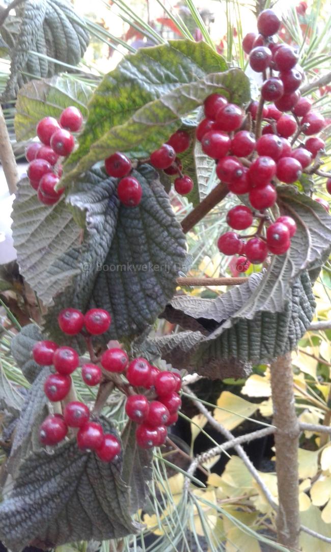 Viburnum dilatatum 'Cardinal Candy' ®