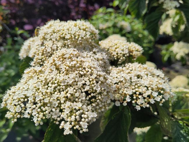 Viburnum dilatatum 'Cardinal Candy' ®