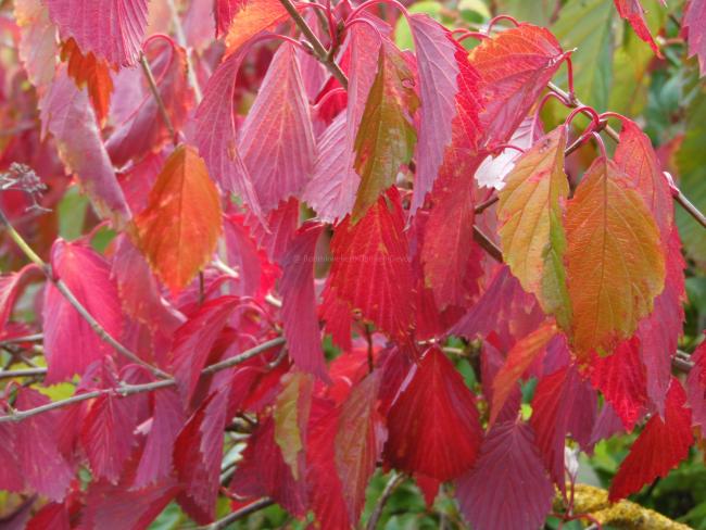 Viburnum dentatum