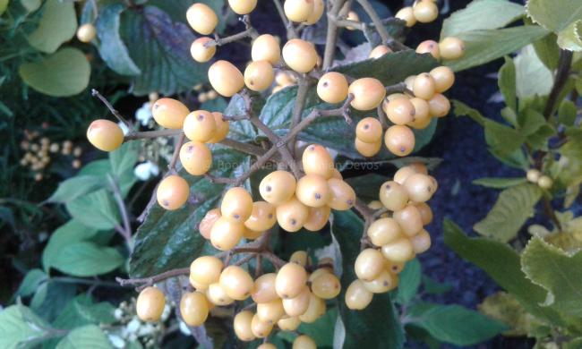 Viburnum dilatatum 'Michael Dodge'