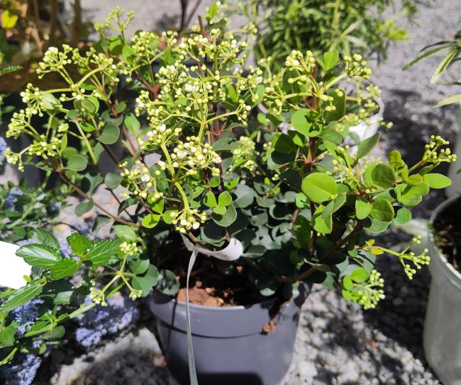 Viburnum 'Fairy Stars'