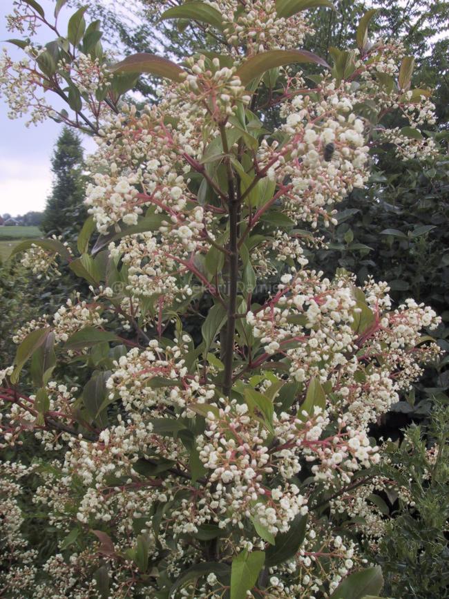 Viburnum hillieri 'Winton'