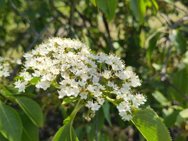 Viburnum lentago