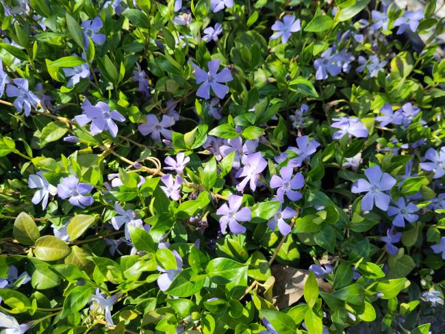 Vinca minor 'La Grave' (='Bowles variety')