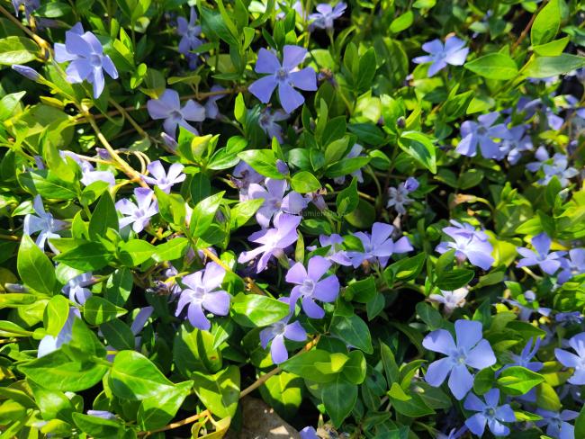 Vinca minor 'La Grave' (='Bowles variety')