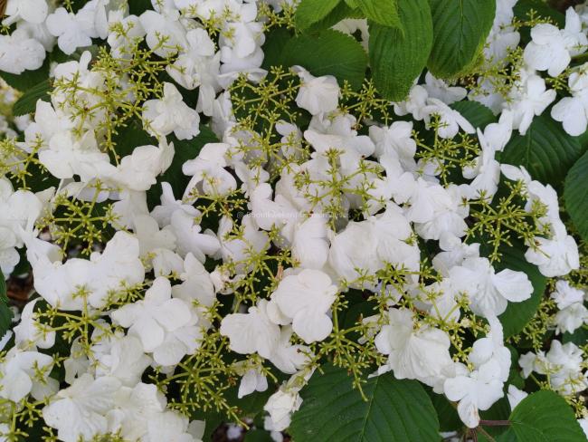 Viburnum plicatum 'Cascade'