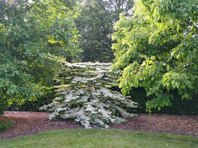 Viburnum plicatum 'Cascade'