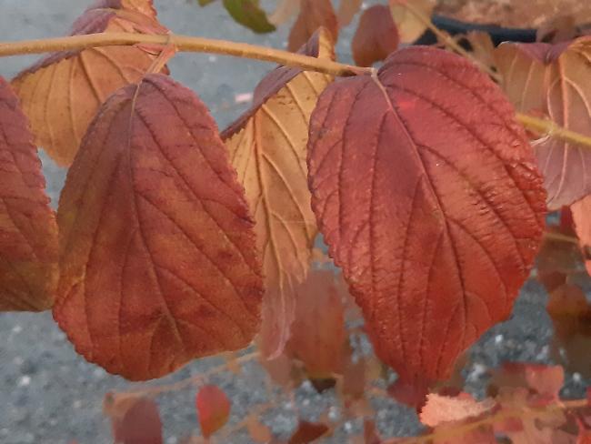 Viburnum plicatum 'Kilimandjaro' ®