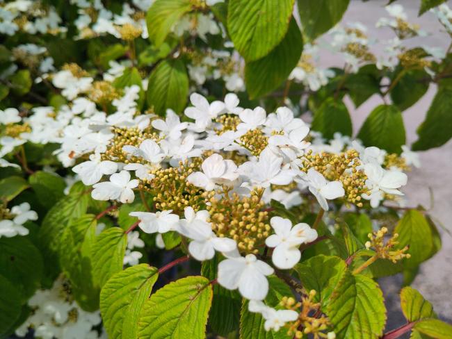 Viburnum plicatum 'Kilimandjaro' ®