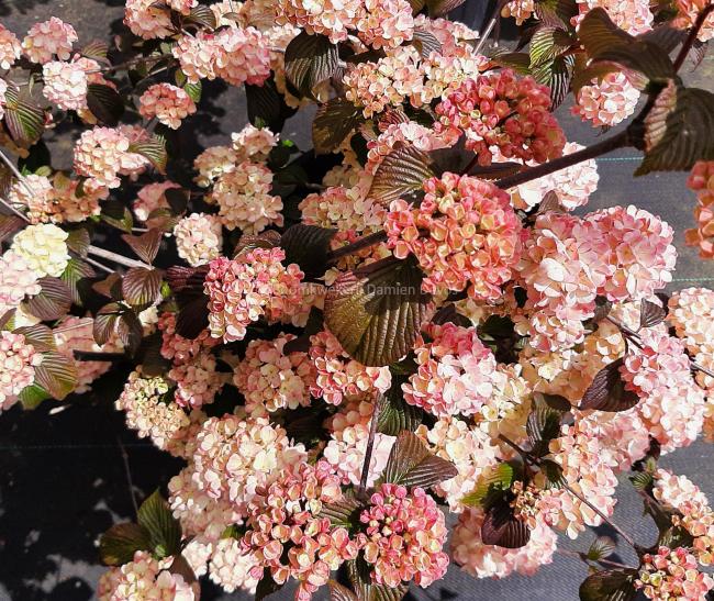 Viburnum plicatum 'Mary Milton'