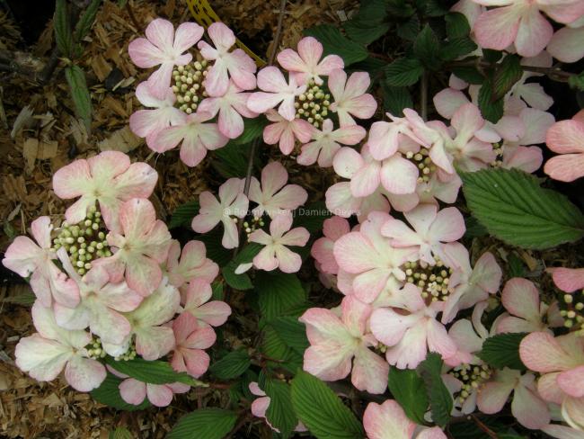 Viburnum plicatum 'Molly Schröder'