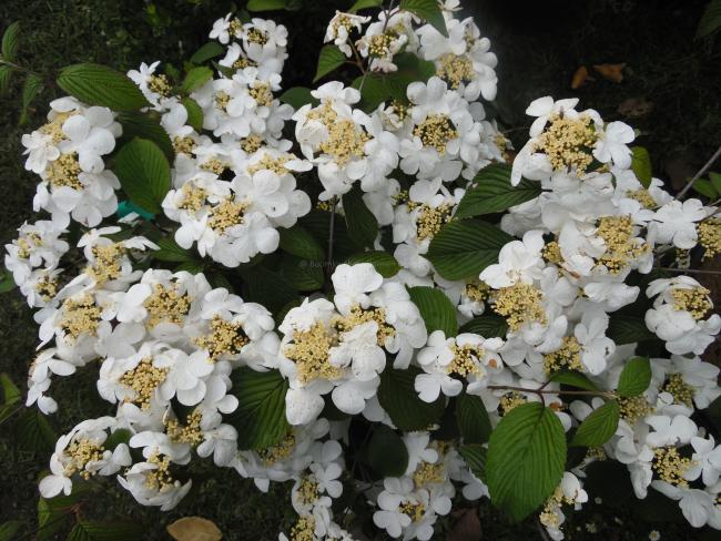Viburnum plicatum 'Rowallane'
