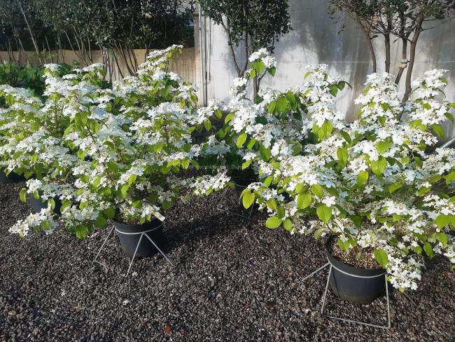 Viburnum plicatum 'Shasta'