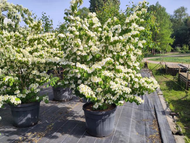 Viburnum plicatum 'Shasta'