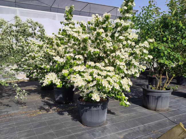 Viburnum plicatum 'Shasta'