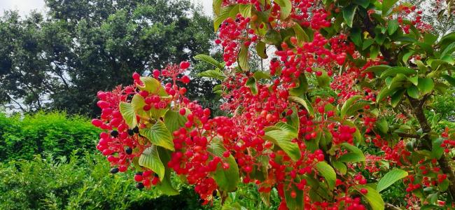 Viburnum sieboldii 'Seneca'